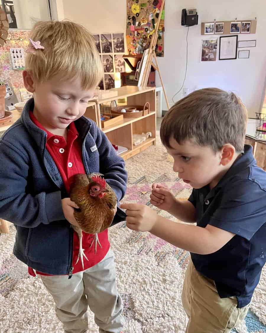 Two Selwyn Pre-K children in their classroom, one holding a hen